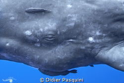 CACHALOT - Physeter macrocephalus
Mauritois 2023 by Didier Pasquini 